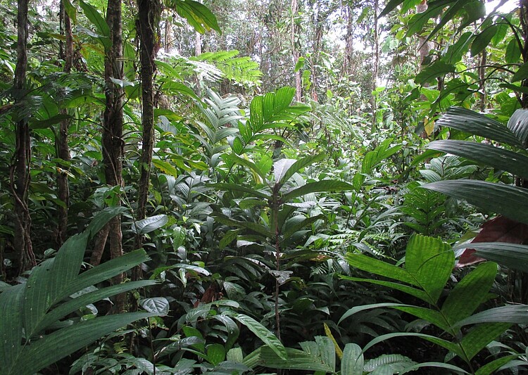 Pinanga plants