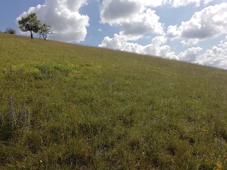 Calcareous grasslands in Germany