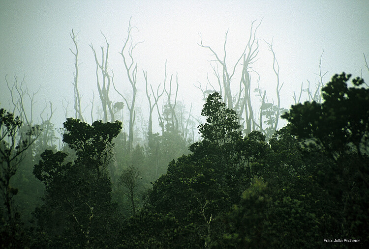 Waldsterben auf der Insel Big Island Hawaii